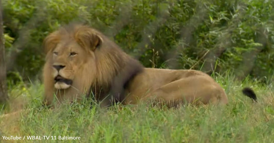 Aging Animals at the Zoo Get the Care They Need