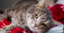 Gray tabby cat with green eyes lying on a red blanket, looking calmly at the camera.