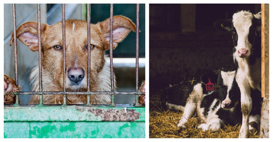 Animal Activists Outraged Over Proposed Bill That Would 'Protect Puppy Mills' And 'Criminalize Reporting Animal Cruelty'