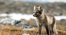 Don't Let Oil Companies Pollute Critical Arctic Habitats