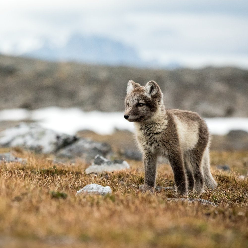 Don't Let Oil Companies Pollute Critical Arctic Habitats