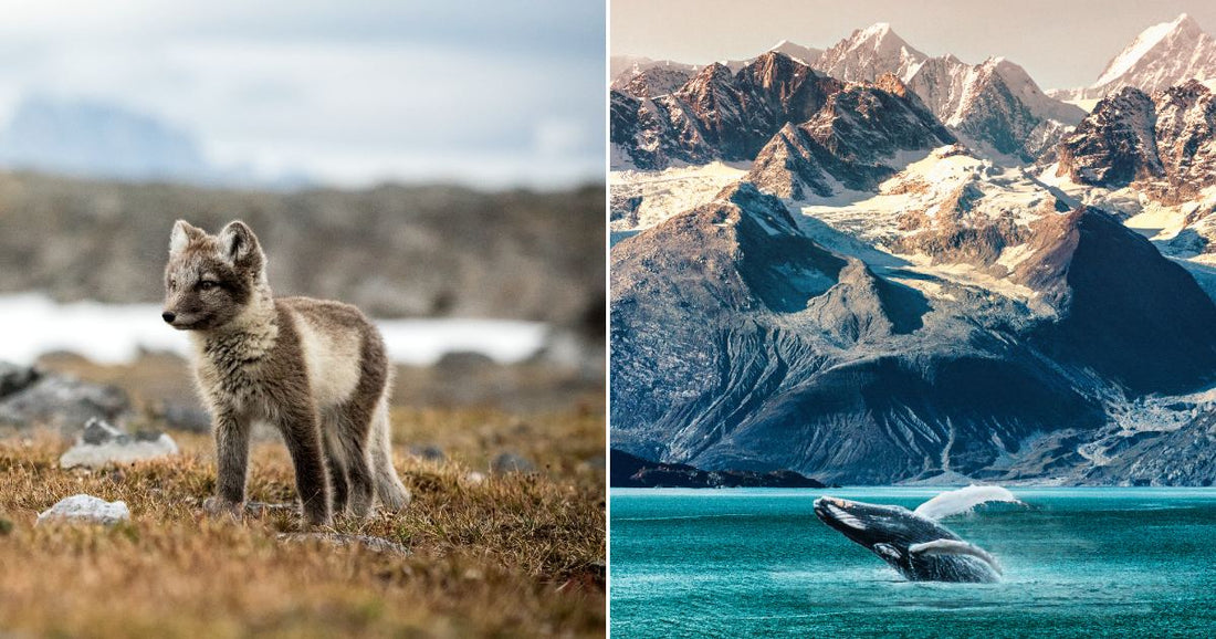 Left, a small arctic fox stares ahead. Right, a hupback whale surfaces in a bay surrounded by mountains.