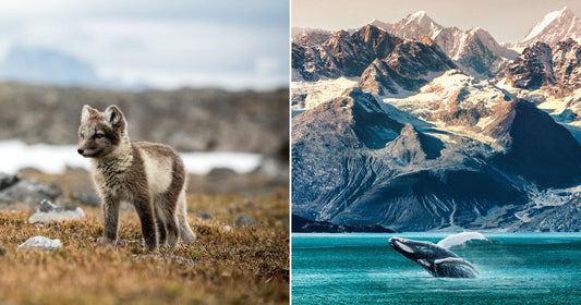 Left, a small arctic fox stares ahead. Right, a hupback whale surfaces in a bay surrounded by mountains.
