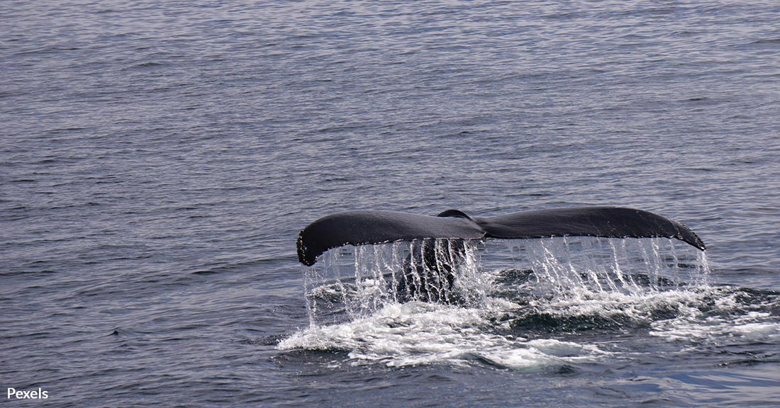 New Marine Highway Routes Pose Environmental Threats to Wildlife