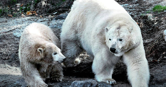 Adult polar bear walking beside a smaller bear across a rocky, dirt-covered area.