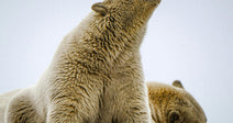 Stop Drilling In Alaska From Threatening Polar Bears