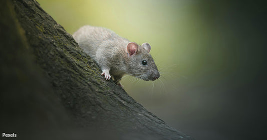 Endangered and Elusive Allegheny Woodrat Captured on Camera in Remarkable Sighting