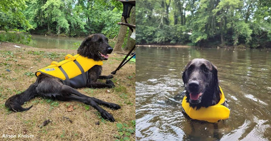 Dog That Can't Walk Makes Up for That with Her Love of Swimming