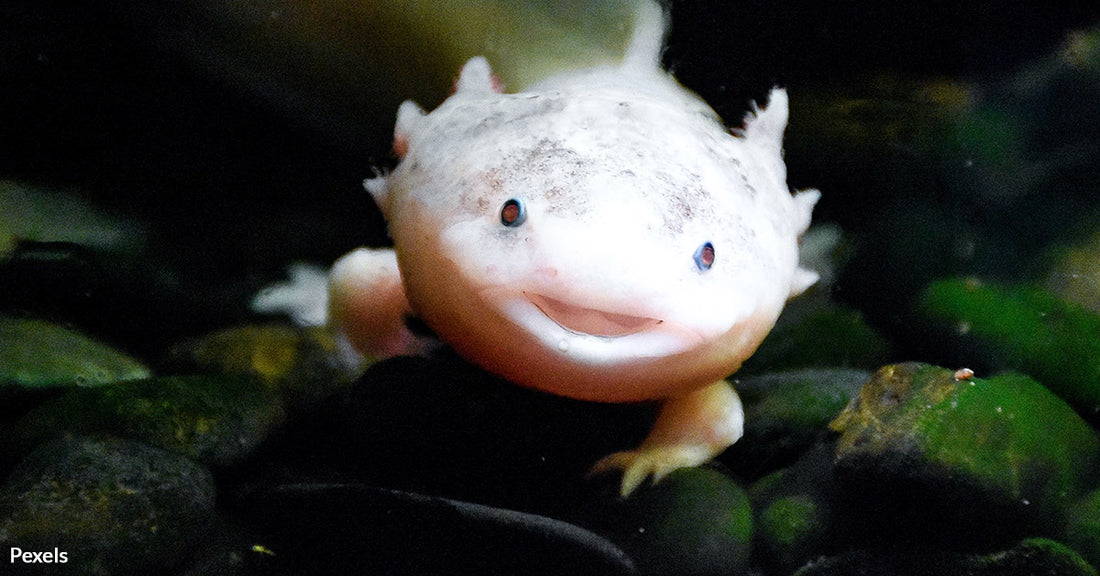 Axolotl Conservation Efforts Intensify Amidst Rising Threats in Mexico City