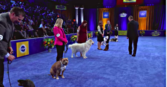 Rescue Dogs Compete In 10 Adorable Categories In Annual American Rescue Dog Show