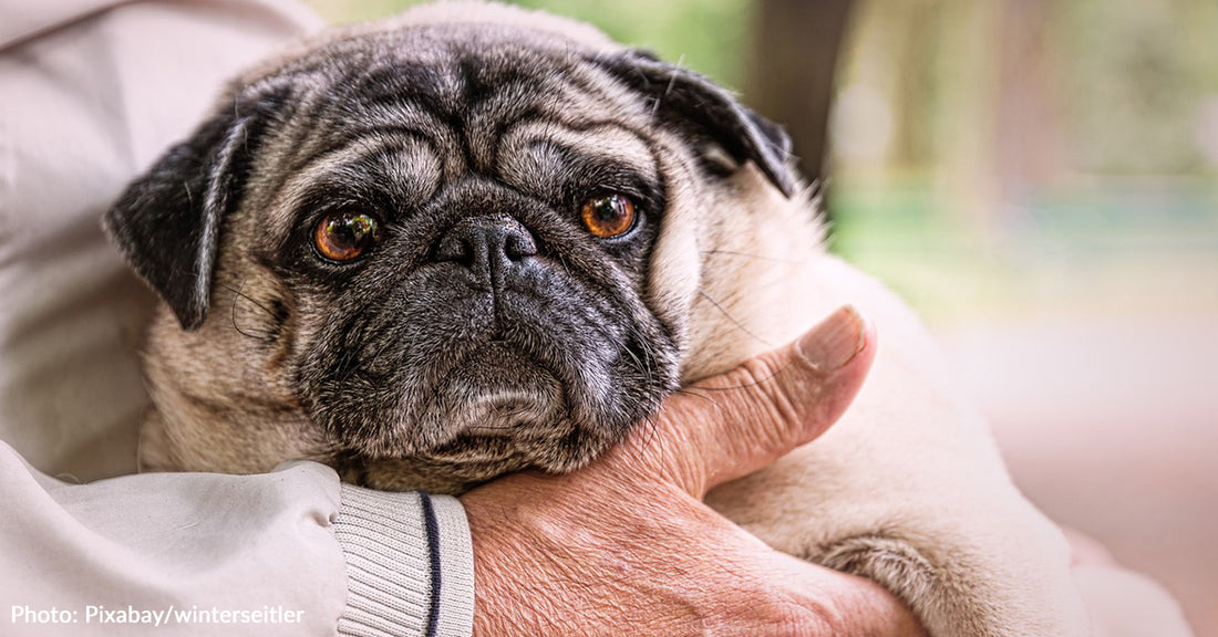 Americans Are Twice As Likely To Own Dogs Over Cats, Study Finds