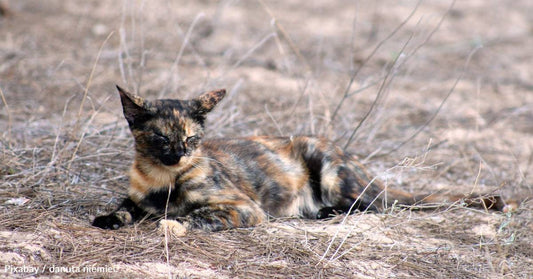 Stray Cat Refuses to Leave Yard After Spotting Pet Cat Through Screen Door