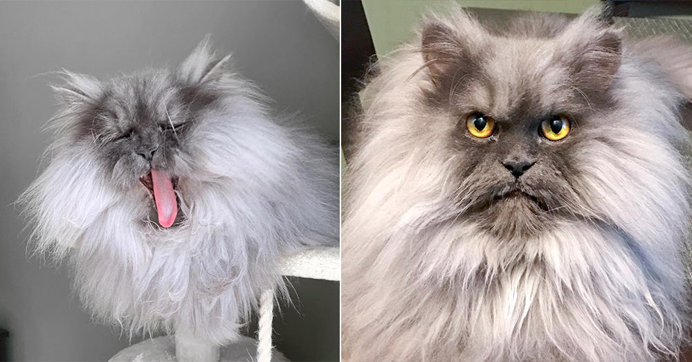 Wild-Haired Himalayan Hailed As World's Most Adorable 'Angry Cat'