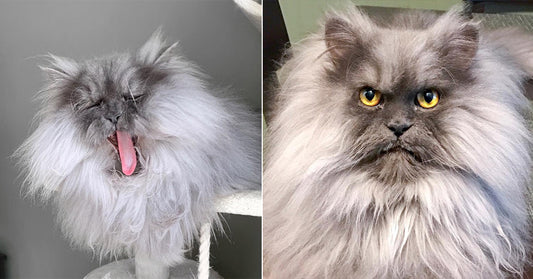 Wild-Haired Himalayan Hailed As World's Most Adorable 'Angry Cat'