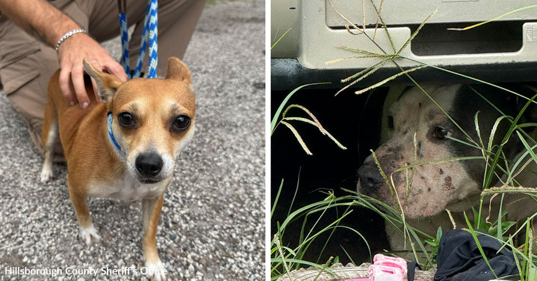 Split image showing a small tan dog on a leash beside an officer on the left and an injured dog hiding beneath a vehicle on the right.
