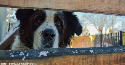 10 Animal Christmas Movies To Watch To Get Into The Holiday Spirit