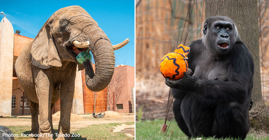 Toledo Zoo Hosts Easter Egg Hunt For Animal Residents