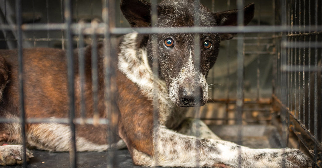 Black-and-white speckled dog lies inside a metal crate, looking out through the bars.