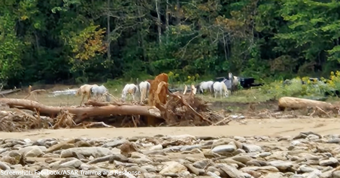 Rescue Team Navigates Destroyed Area to Get Food to Horses Stranded in NC Mountains