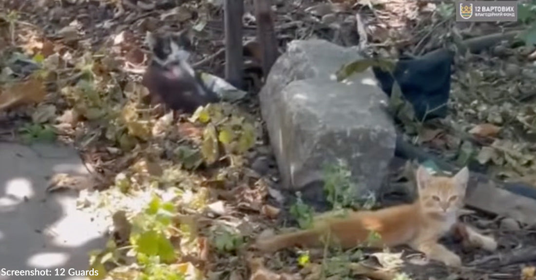Two kittens relax among leaves and debris in a sunny outdoor setting.