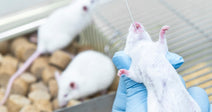 A gloved researcher injects a white laboratory mouse with a syringe while two more mice rest in a metal cage nearby.