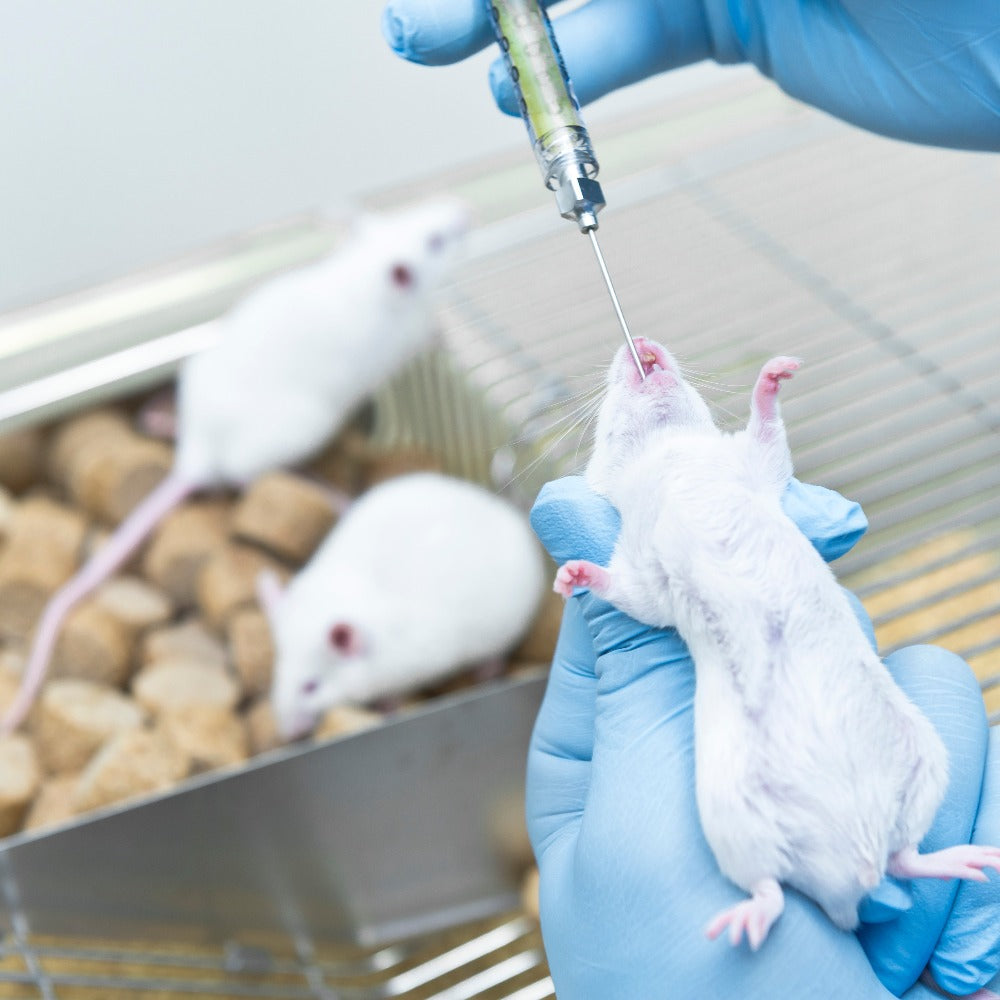 A gloved researcher injects a white laboratory mouse with a syringe while two more mice rest in a metal cage nearby.