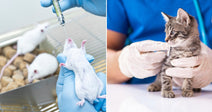 On the left, a gloved researcher injects a white lab mouse held upright in a laboratory setting; on the right, a gloved veterinary worker examines a small tabby kitten with.
