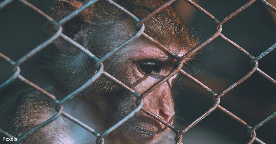 Animal Testing Under Fire in South Carolina After Monkey Deaths and Escapes