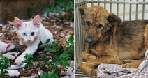 On the left, a white kitten with heterochromia crouches among pebbles and plants outdoors; on the right, a thin brindle dog lies in a metal shelter kennel.