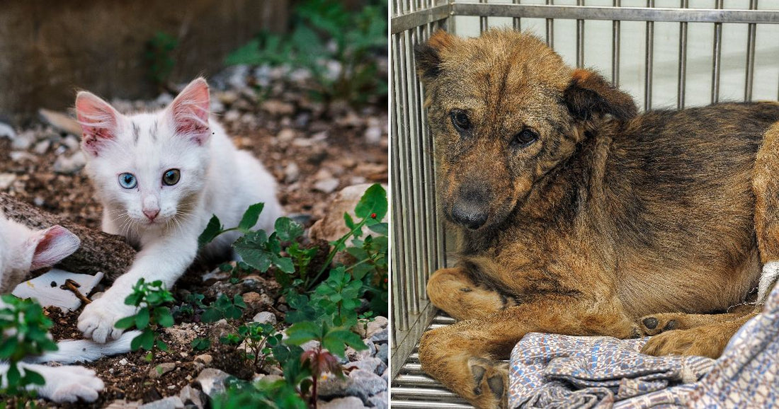 On the left, a white kitten with heterochromia crouches among pebbles and plants outdoors; on the right, a thin brindle dog lies in a metal shelter kennel.