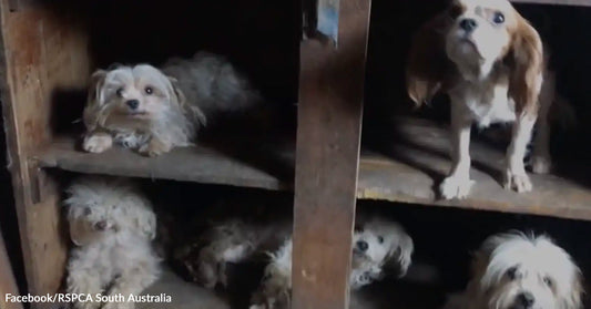 Several small dogs crowded inside wooden shelving compartments in a dim indoor space.