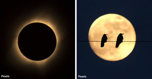 Solar Eclipse 2024 Could Spell Chaos for Wildlife as Day Turns to Night