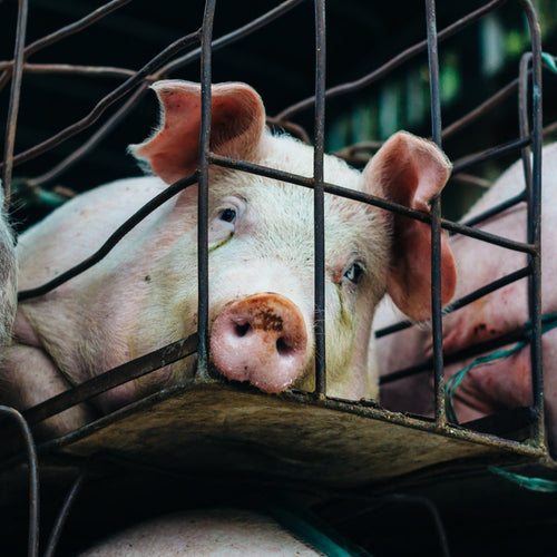 Several young pink pigs are crowded together inside a rusty metal cage with teal rope ties.