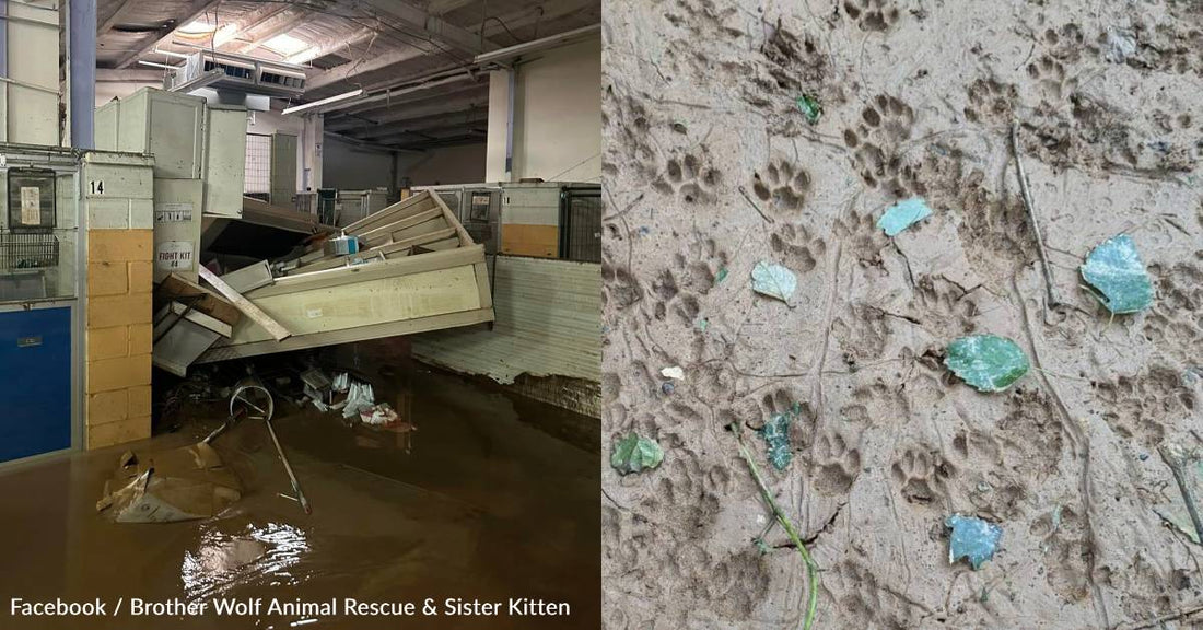 Animal Shelters Across Southeast Share Photos of Destruction, Stories of Hope After Helene