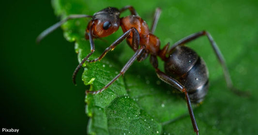 New Research Shows How Nocturnal Ants in Australia Rely on the Moon to Navigate