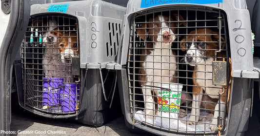 puppies in carriers looking at camera
