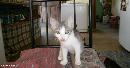 'I Could Feel Every Bone in Her Body': Bus Passenger Takes Pity on Roadside Kitten