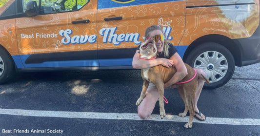 Arthritic Senior Dog Goes Missing, Found More Than 200 Miles From Home