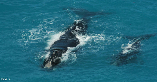 How Synthetic Whale Poop Is Reviving Dying Marine Ecosystems