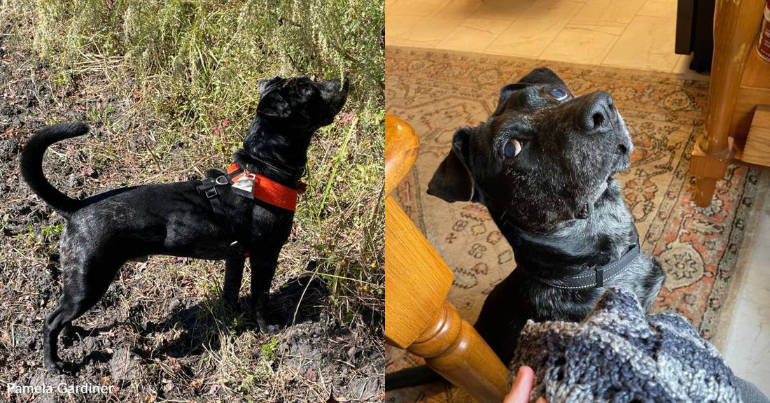 Blind Dog Has Farmland Adventures with His Sighted Sisters