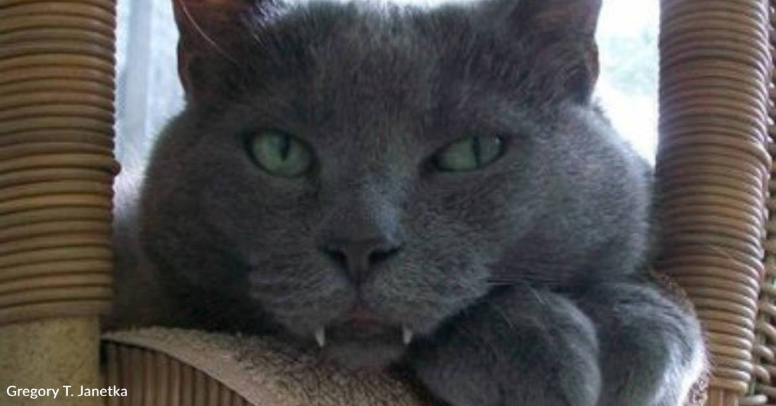 Long-Term Shelter Cat Nicknamed 'Fang', Due to His Protruding Teeth, Finally Finds Home