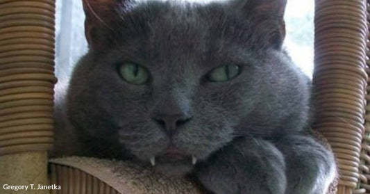 Long-Term Shelter Cat Nicknamed 'Fang', Due to His Protruding Teeth, Finally Finds Home