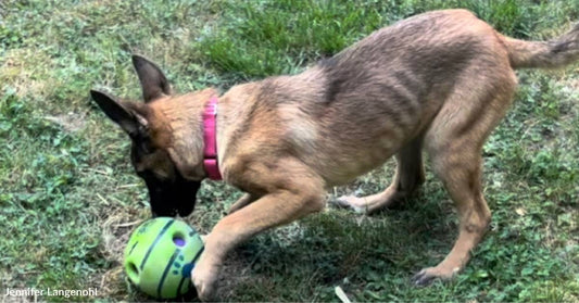 Skinny Pup Rescued From the Streets, Learns How to Become a Dog Thanks to New Canine Sister