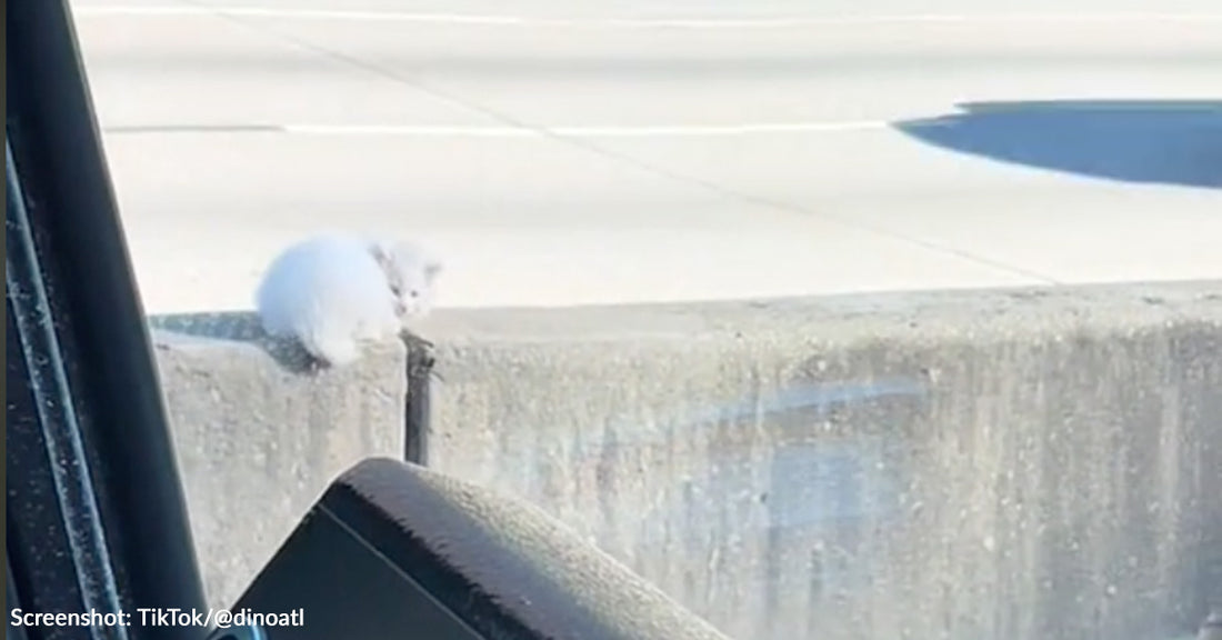 Atlanta Firefighters Save Terrified Kitten From Busy Highway