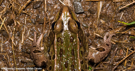 Atlantic Leopard Frog Battles Habitat Loss and Urbanization