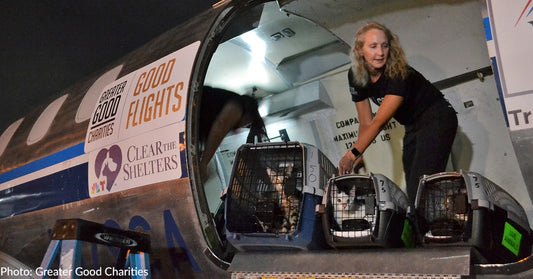 Over 260 Cats & Dogs Get Second Chance On Special "Clear The Shelters" Flight