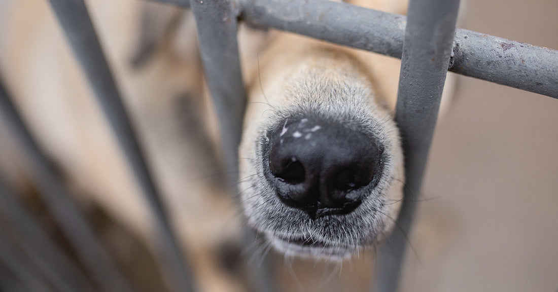 Close-up of a dog’s nose and muzzle pressed between vertical metal kennel bars.