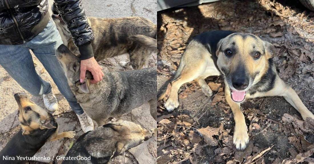 Rescue Near the Frontlines in Ukraine Cares For More Than 100 Dogs, And You Can Help