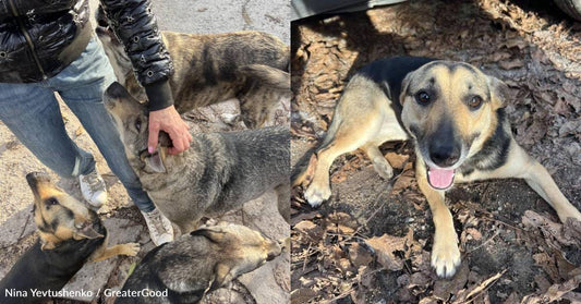 Rescue Near the Frontlines in Ukraine Cares For More Than 100 Dogs, And You Can Help