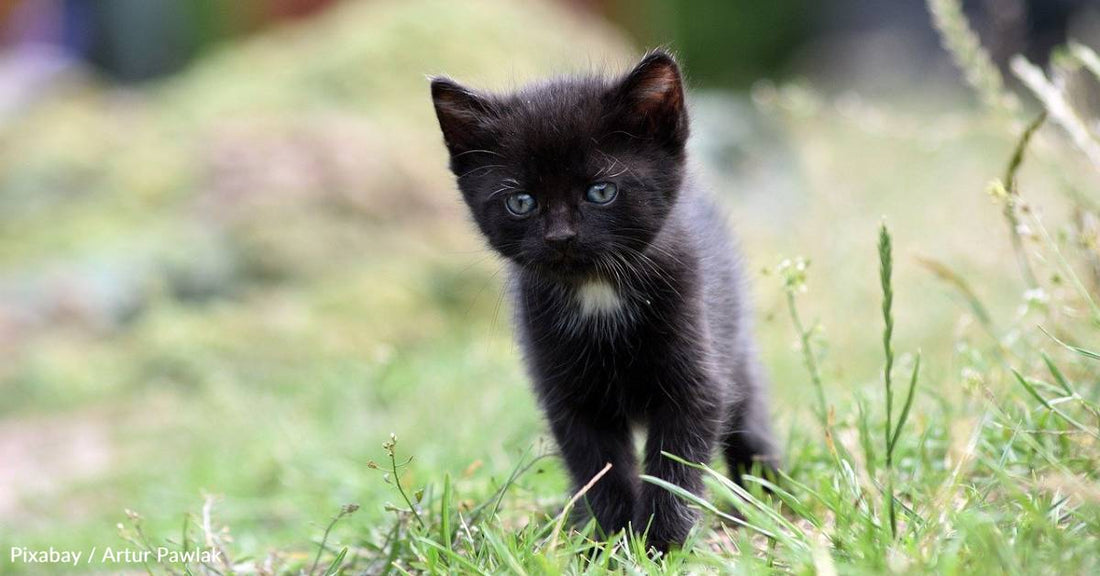 Family Falls in Love with Stray Kitten, Who Later Receives Serious Diagnosis